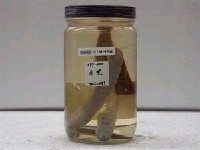 藏品(孔鰕虎魚)的圖片